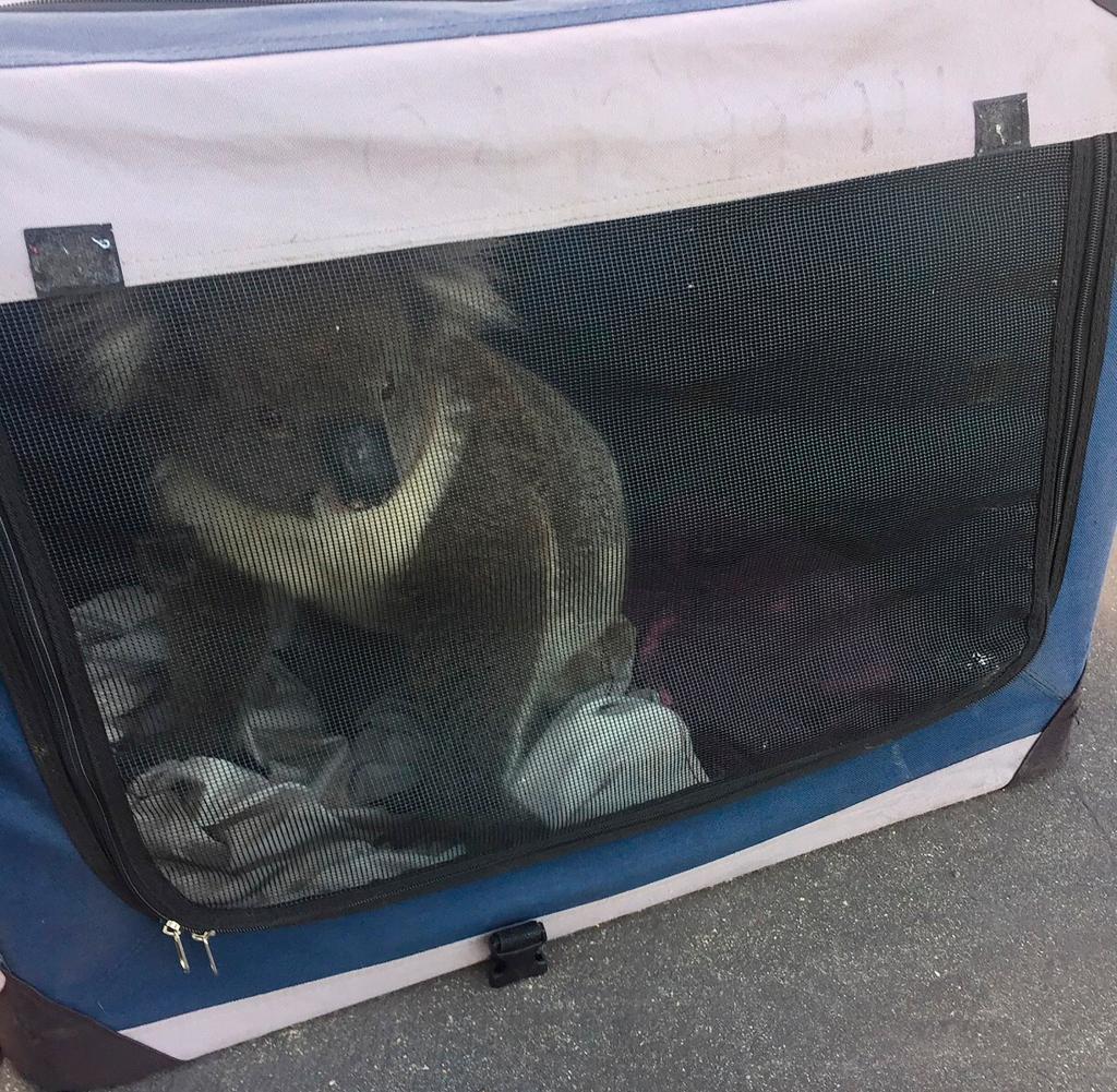 Tierretter entließen den Koala wieder in die Freiheit – abseits der stark befahrenen Straßen