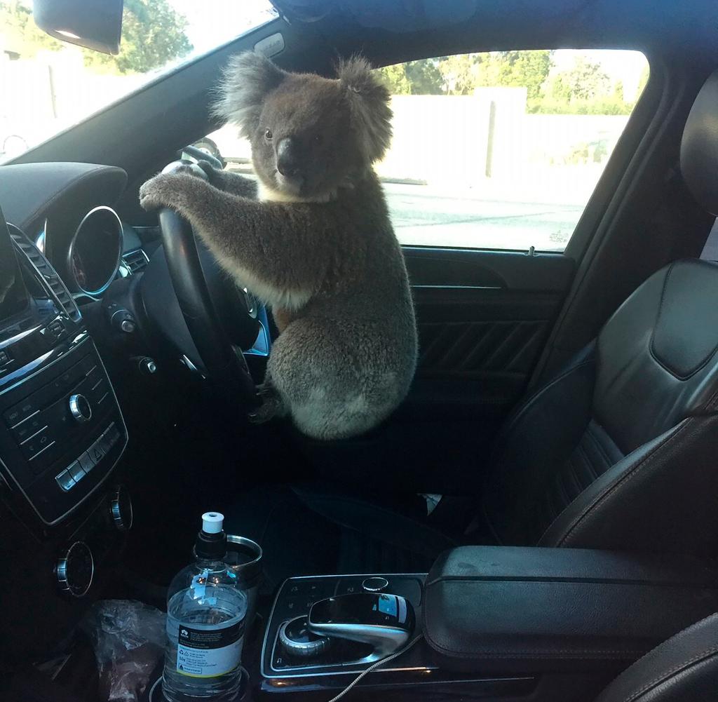 Ein Koala hockt im Wagen von Nadia Tugwell auf dem Lenkrad
