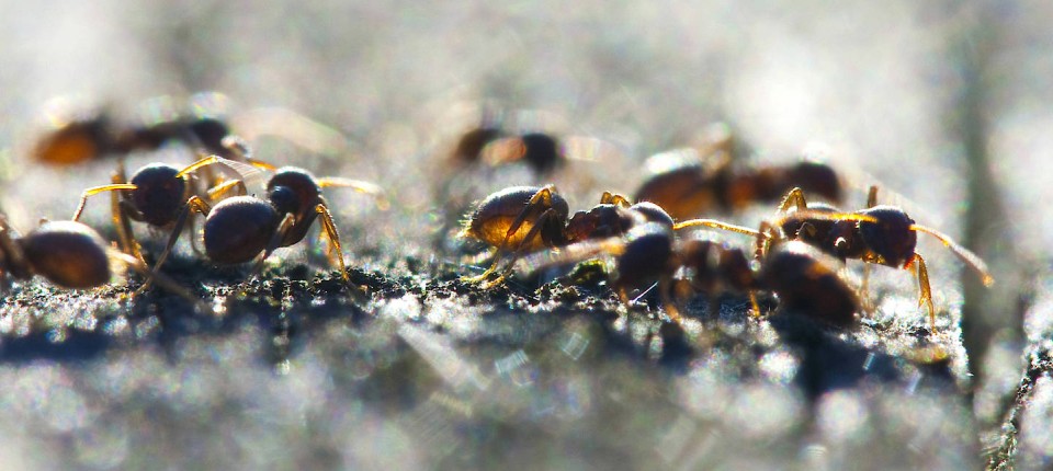 Kontaktreduktion im Ameisenstaat: Die Schwarzgraue Wegameise weiß, wie man sich gegen Infektionskrankheiten wehrt.